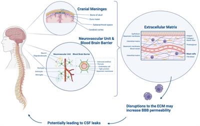 Hypermobile Ehlers-Danlos syndrome and spontaneous CSF leaks: the connective tissue conundrum